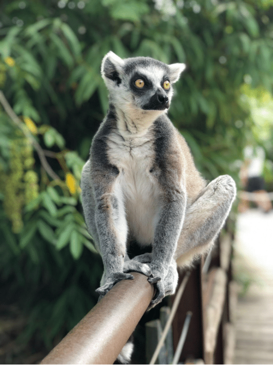 Lemur | San Diego Zoo